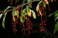 Prunus salicifolia